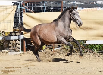 PRE, Stute, 1 Jahr, 155 cm, Schimmel