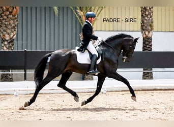 PRE Mix, Stute, 1 Jahr, 156 cm, Brauner