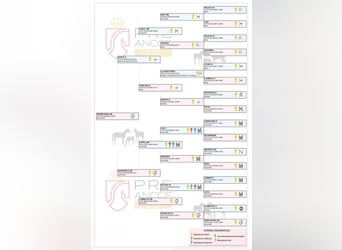 PRE Mix, Stute, 1 Jahr, 156 cm, Palomino