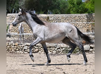 PRE Mix, Stute, 1 Jahr, 156 cm, Schimmel