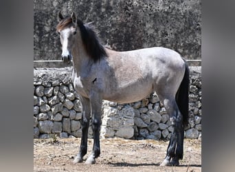 PRE Mix, Stute, 1 Jahr, 156 cm, Schimmel