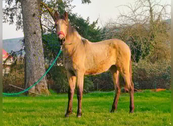 PRE, Stute, 1 Jahr, 157 cm, Falbe