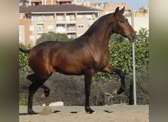 PRE Mix, Stute, 1 Jahr, 160 cm, Brauner