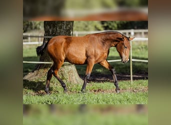 PRE, Stute, 1 Jahr, 160 cm, Brauner