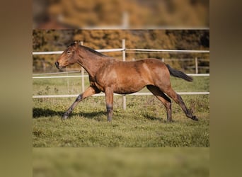 PRE, Stute, 1 Jahr, 160 cm, Brauner