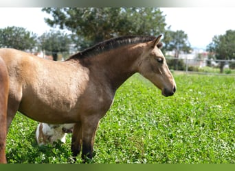 PRE Mix, Stute, 1 Jahr, 160 cm, Falbe
