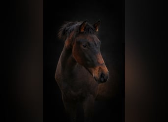 PRE, Stute, 1 Jahr, 160 cm, Pearl