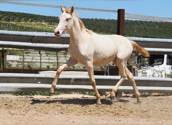PRE, Stute, 1 Jahr, 160 cm, Perlino