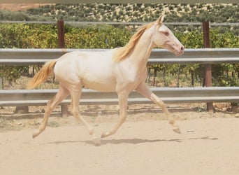 PRE, Stute, 1 Jahr, 160 cm, Perlino