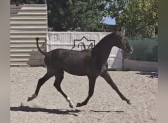 PRE Mix, Stute, 1 Jahr, 160 cm, Rappe