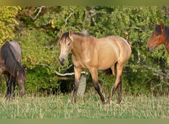 PRE Mix, Stute, 1 Jahr, 162 cm, Falbe