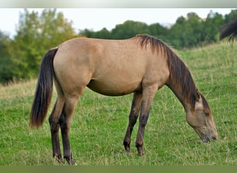 PRE Mix, Stute, 1 Jahr, 162 cm, Falbe