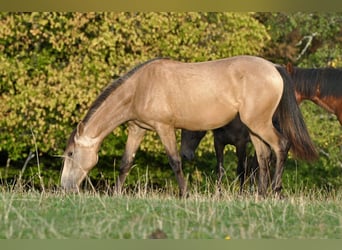 PRE Mix, Stute, 1 Jahr, 162 cm, Falbe