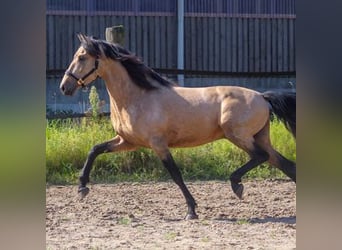 PRE Mix, Stute, 1 Jahr, 163 cm, Brauner