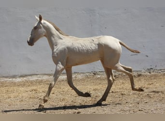 PRE Mix, Stute, 1 Jahr, 163 cm, Cremello