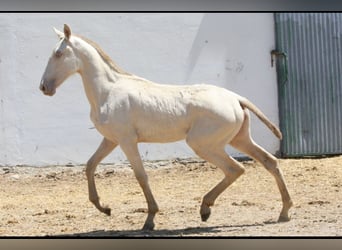 PRE Mix, Stute, 1 Jahr, 163 cm, Cremello