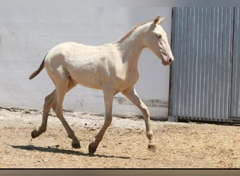 PRE Mix, Stute, 1 Jahr, 163 cm, Cremello