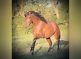 PRE Mix, Stute, 1 Jahr, 163 cm, Hellbrauner