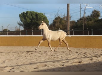 PRE Mix, Stute, 1 Jahr, 163 cm, Palomino