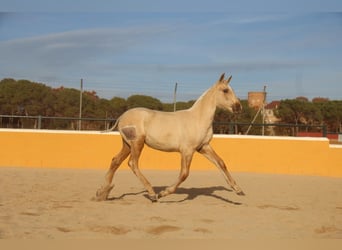 PRE Mix, Stute, 1 Jahr, 163 cm, Palomino