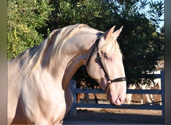 PRE Mix, Stute, 1 Jahr, 163 cm, Palomino