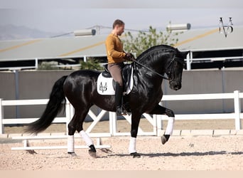 PRE, Stute, 1 Jahr, 163 cm, Rappe