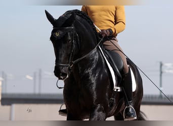 PRE, Stute, 1 Jahr, 163 cm, Rappe