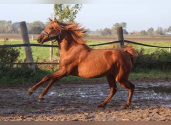 PRE Mix, Stute, 1 Jahr, 164 cm, Fuchs