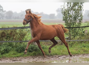 PRE Mix, Stute, 1 Jahr, 164 cm, Fuchs