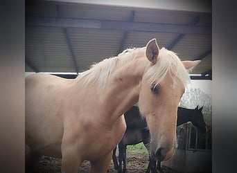 PRE, Stute, 1 Jahr, 164 cm, Palomino