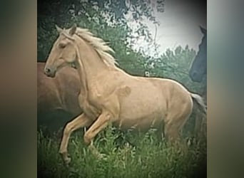 PRE, Stute, 1 Jahr, 164 cm, Palomino
