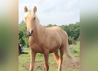 PRE, Stute, 1 Jahr, 164 cm, Palomino