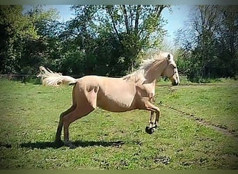 PRE, Stute, 1 Jahr, 164 cm, Palomino