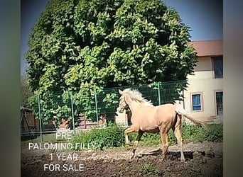 PRE, Stute, 1 Jahr, 164 cm, Palomino