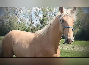 PRE, Stute, 1 Jahr, 164 cm, Palomino