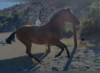 PRE Mix, Stute, 1 Jahr, 165 cm, Brauner