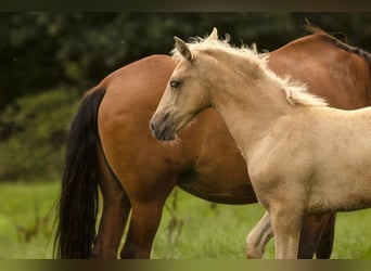 PRE, Stute, 1 Jahr, 165 cm, Palomino