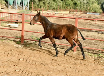 PRE, Stute, 1 Jahr, 166 cm, Brauner
