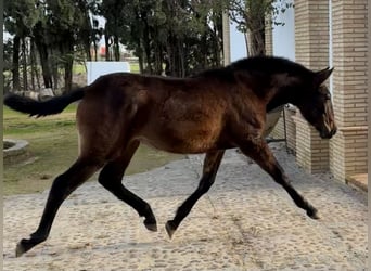 PRE Mix, Stute, 1 Jahr, 167 cm, Brauner