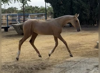 PRE Mix, Stute, 1 Jahr, 167 cm, Palomino