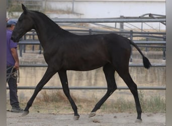 PRE, Stute, 1 Jahr, 167 cm, Rappe