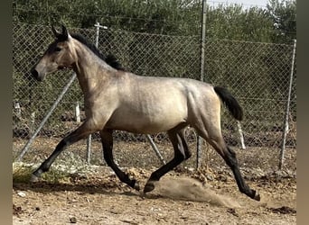 PRE Mix, Stute, 1 Jahr, 167 cm, Schimmel