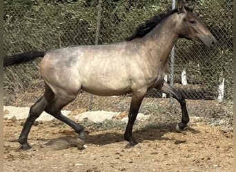PRE Mix, Stute, 1 Jahr, 167 cm, Schimmel