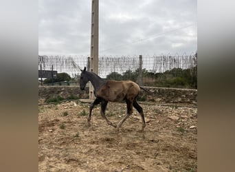 PRE Mix, Stute, 1 Jahr, 170 cm, Falbe