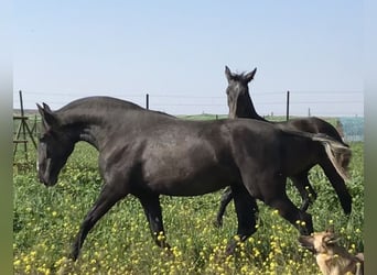 PRE Mix, Stute, 1 Jahr, 170 cm, Schimmel