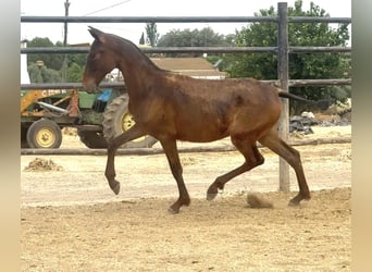 PRE, Stute, 1 Jahr, Brauner