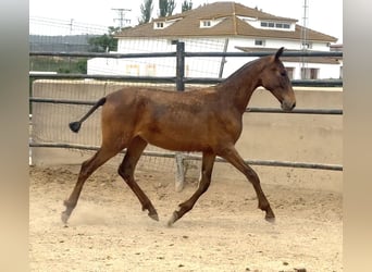 PRE, Stute, 1 Jahr, Brauner