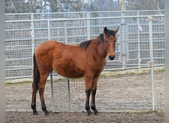 PRE, Stute, 1 Jahr, Brauner