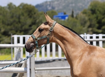 PRE Mix, Stute, 1 Jahr, Buckskin