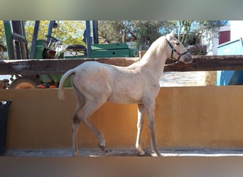 PRE, Stute, 1 Jahr, Palomino